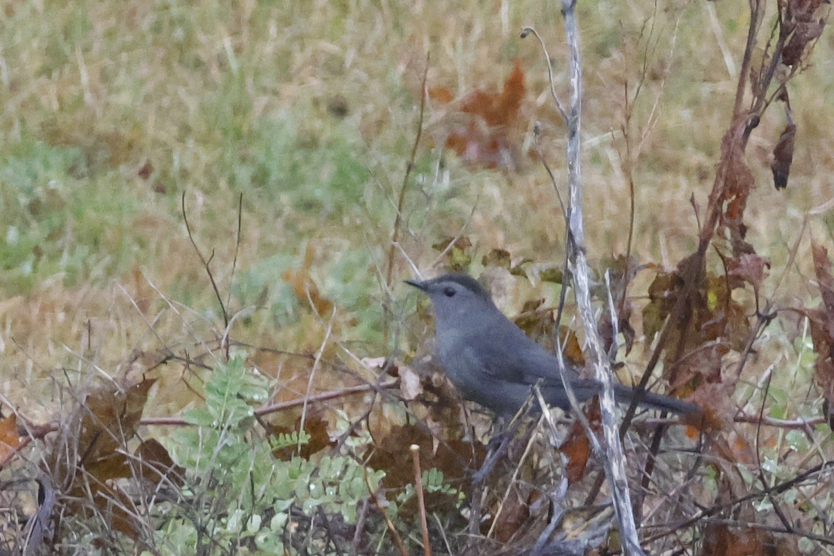 Gray Catbird - ML644867058