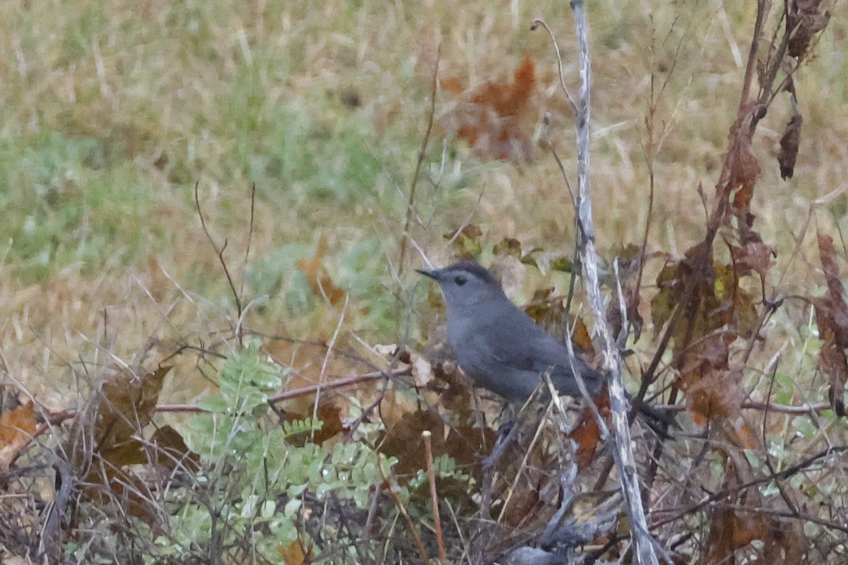 Gray Catbird - ML644867059