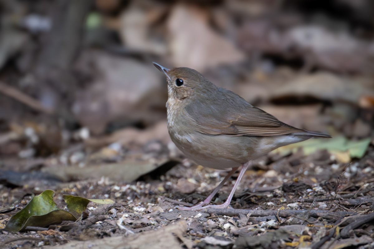 Siberian Blue Robin - ML644867060