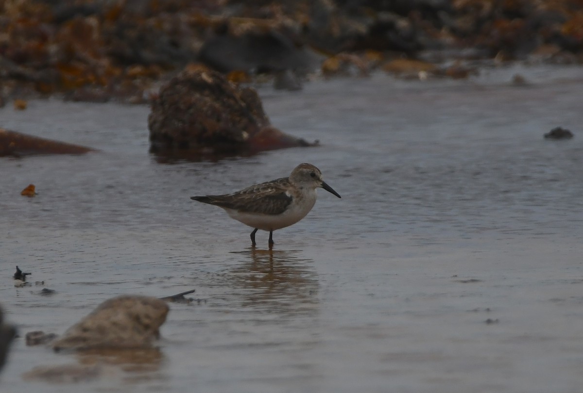 ヨーロッパトウネン - ML644867067