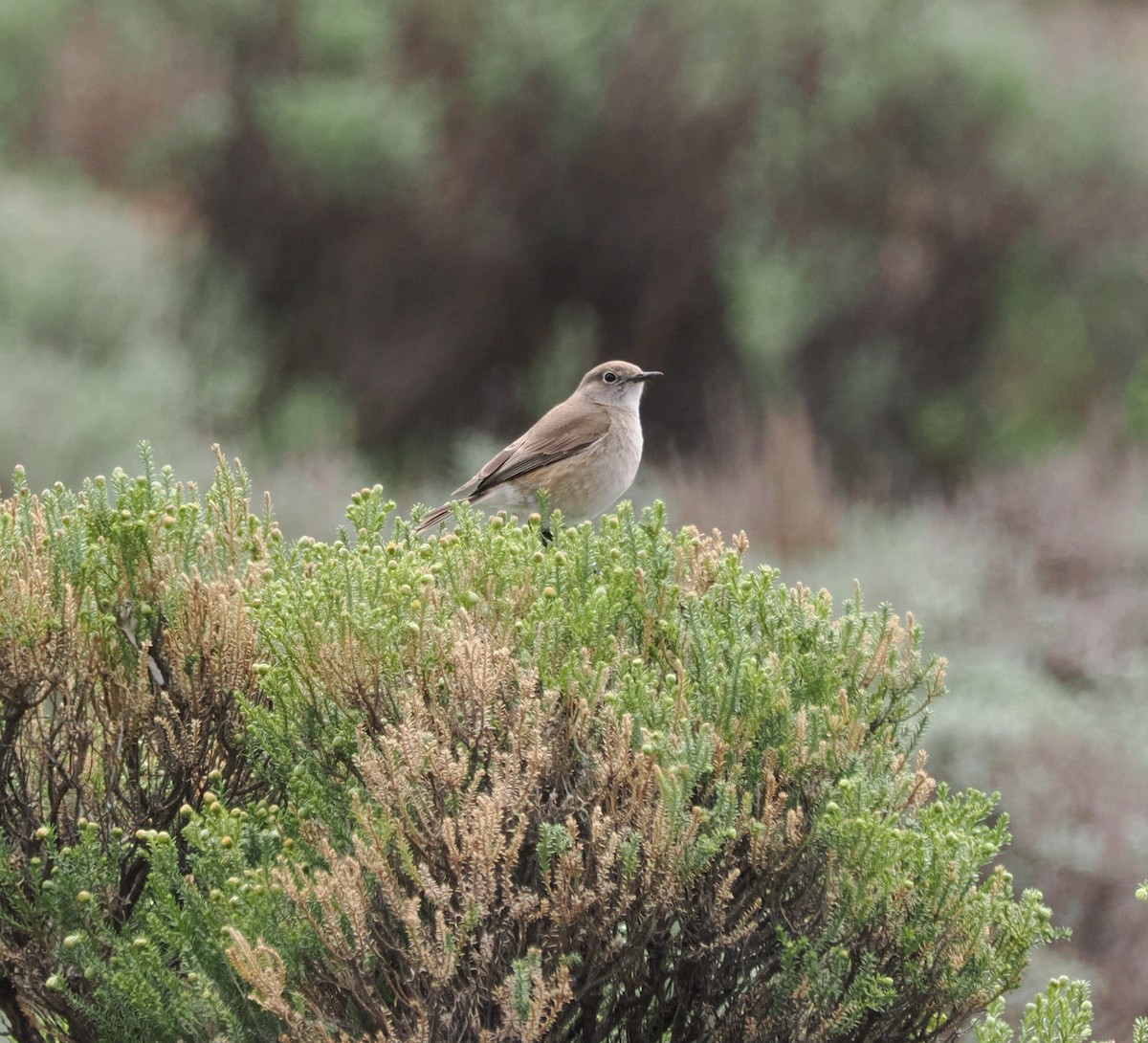 Sickle-winged Chat - ML644867075