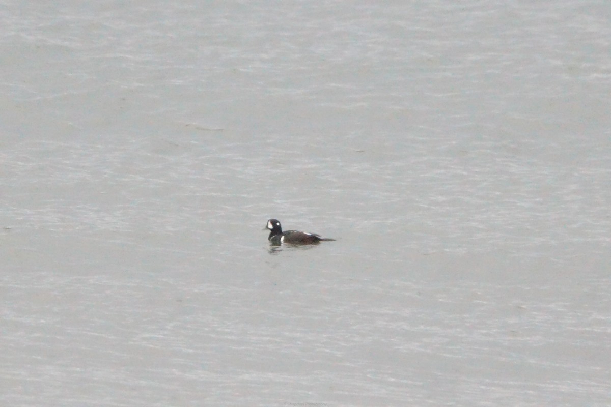 Harlequin Duck - ML644867080