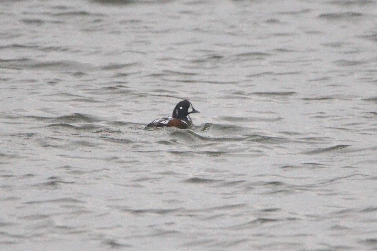 Harlequin Duck - ML644867081