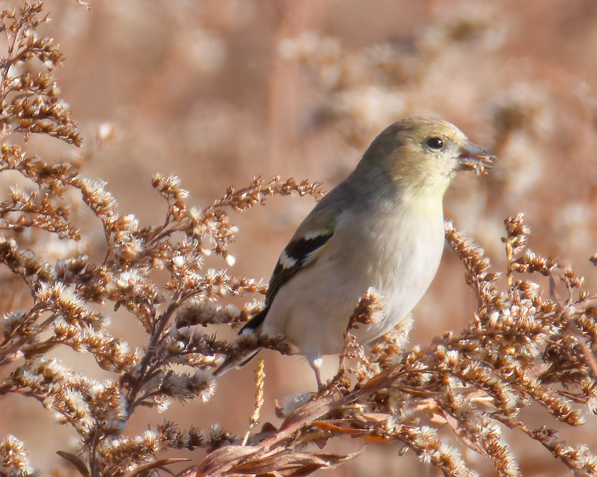 Altın İskete - ML644867090