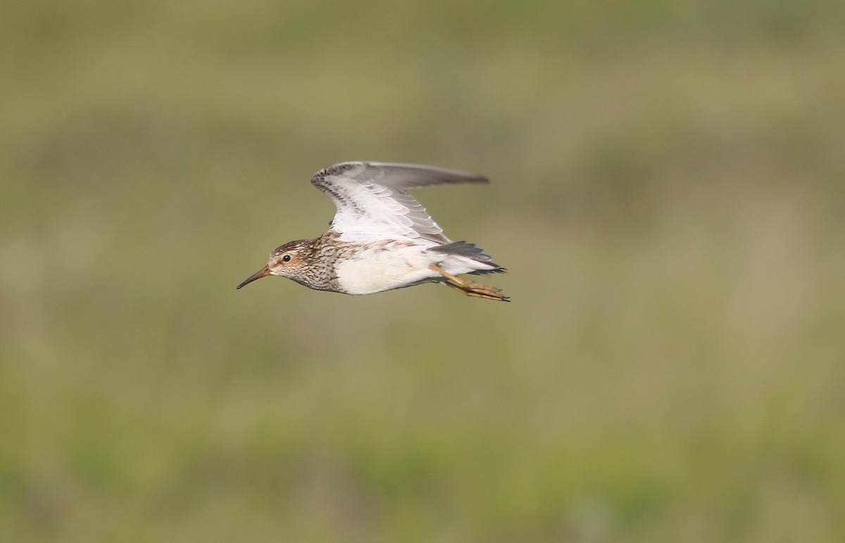 jespák skvrnitý - ML644867101