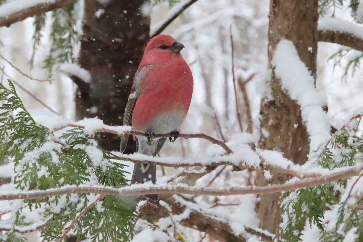 Pine Grosbeak - ML644867104