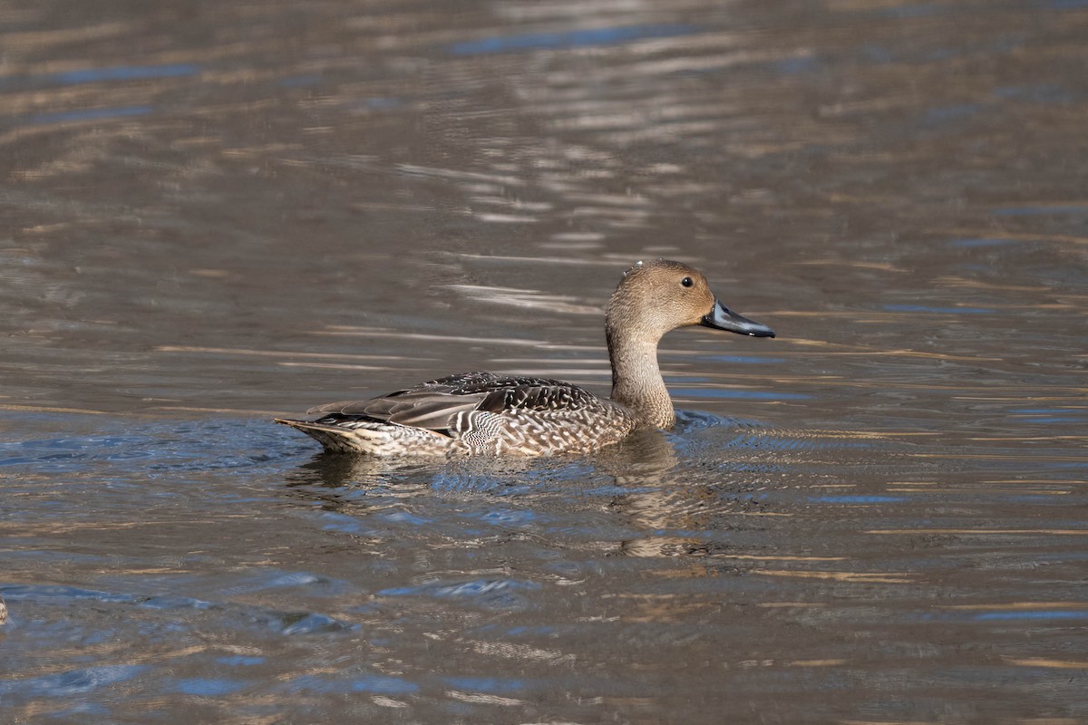 Шовтгор алаг нугас - ML644867111