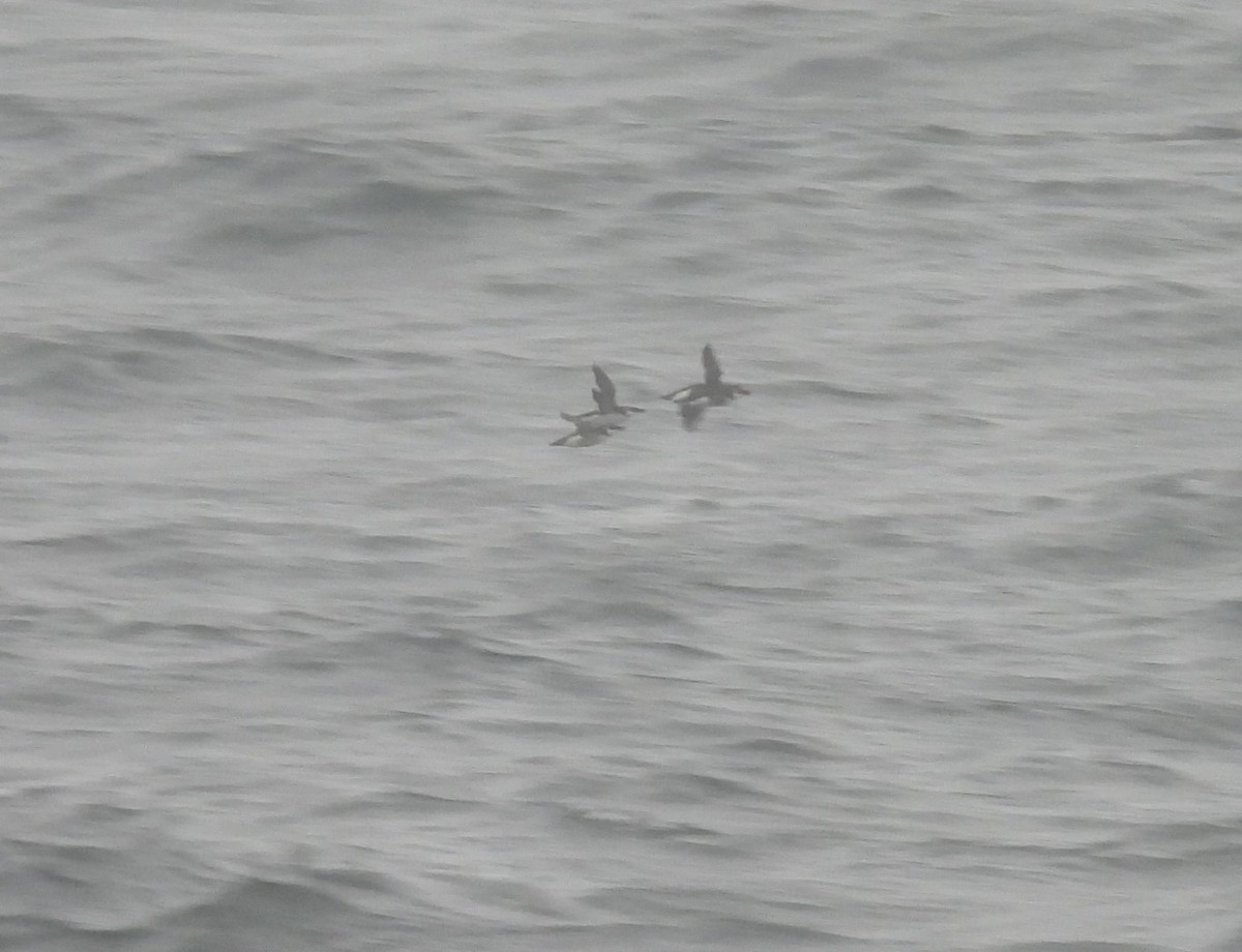 Gazza marina - ML644867117