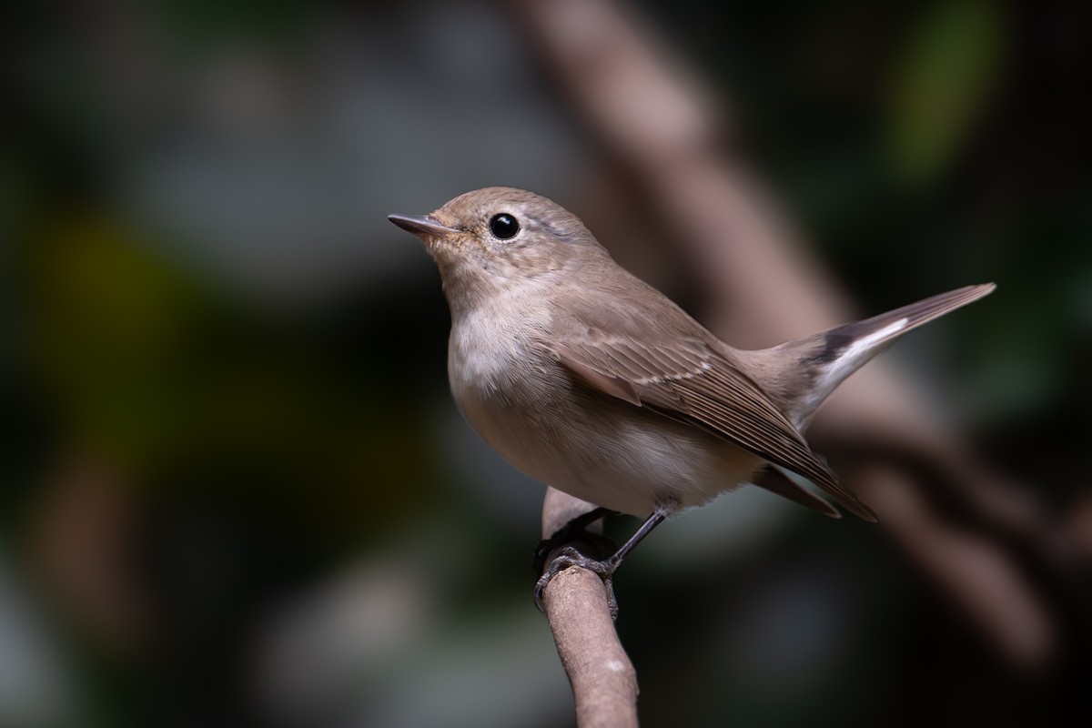 Taiga Flycatcher - ML644867123