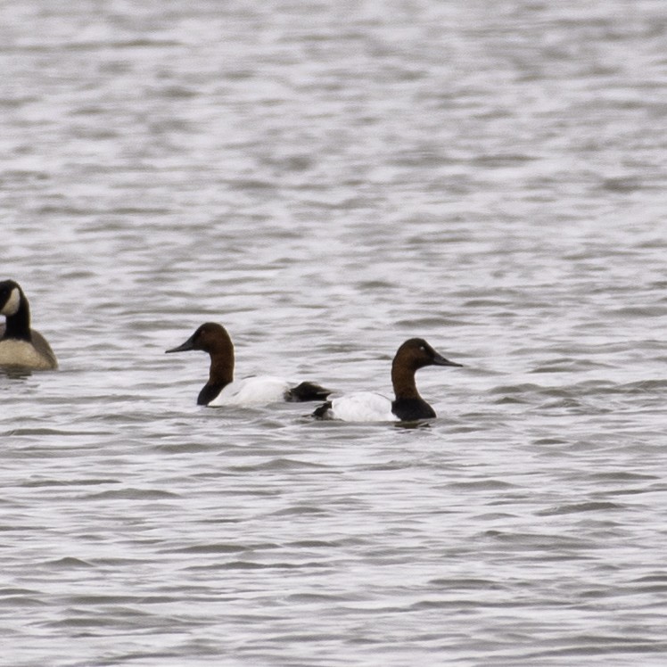 Büyük Elmabaş - ML644867124