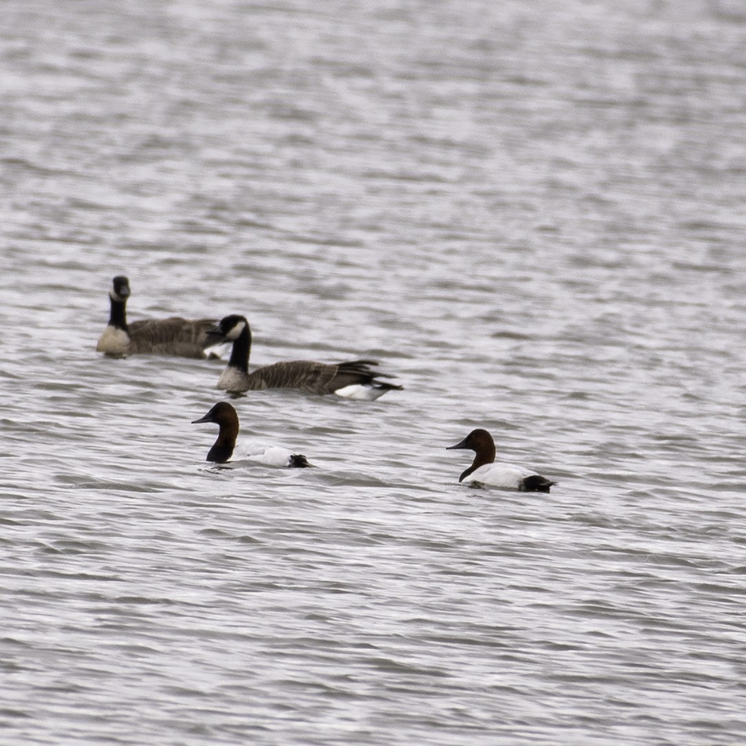 Büyük Elmabaş - ML644867125