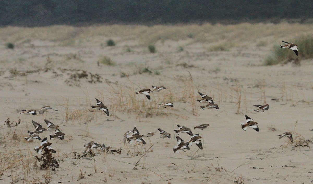 Snow Bunting - ML644867127