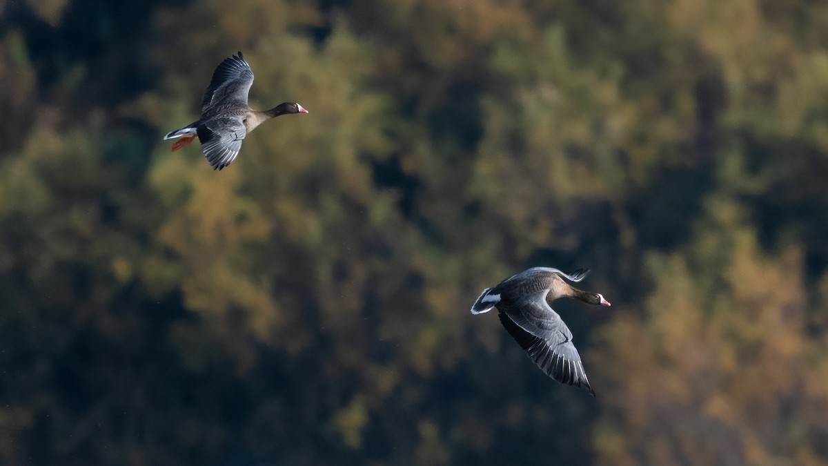 Küçük Sakarca - ML644867130