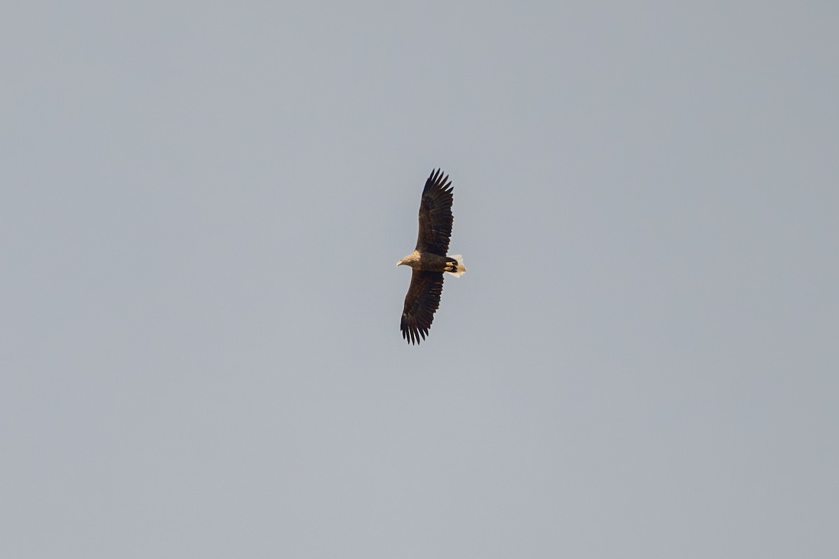 White-tailed Eagle - ML644867133