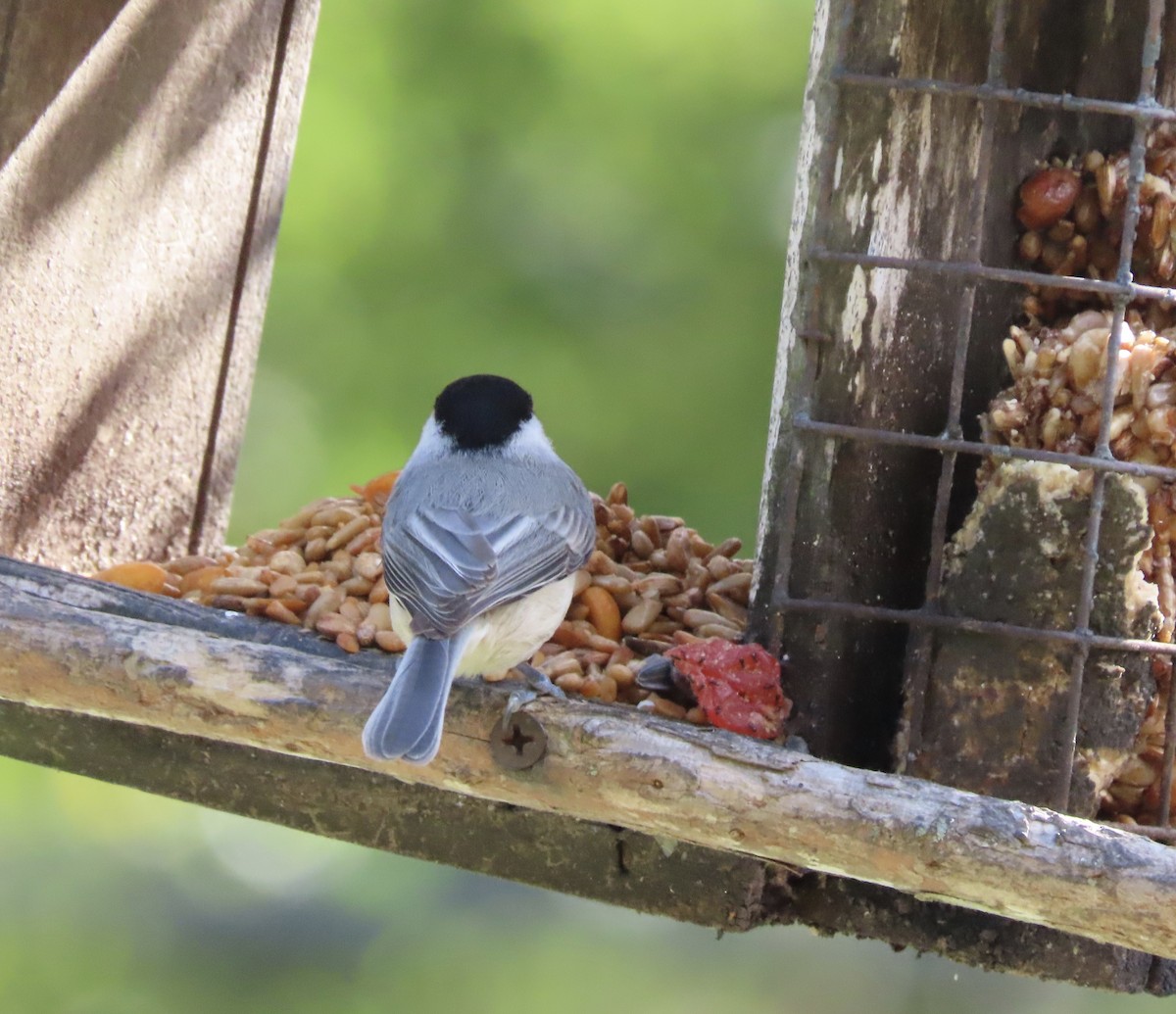 Carolina Chickadee - ML644867144