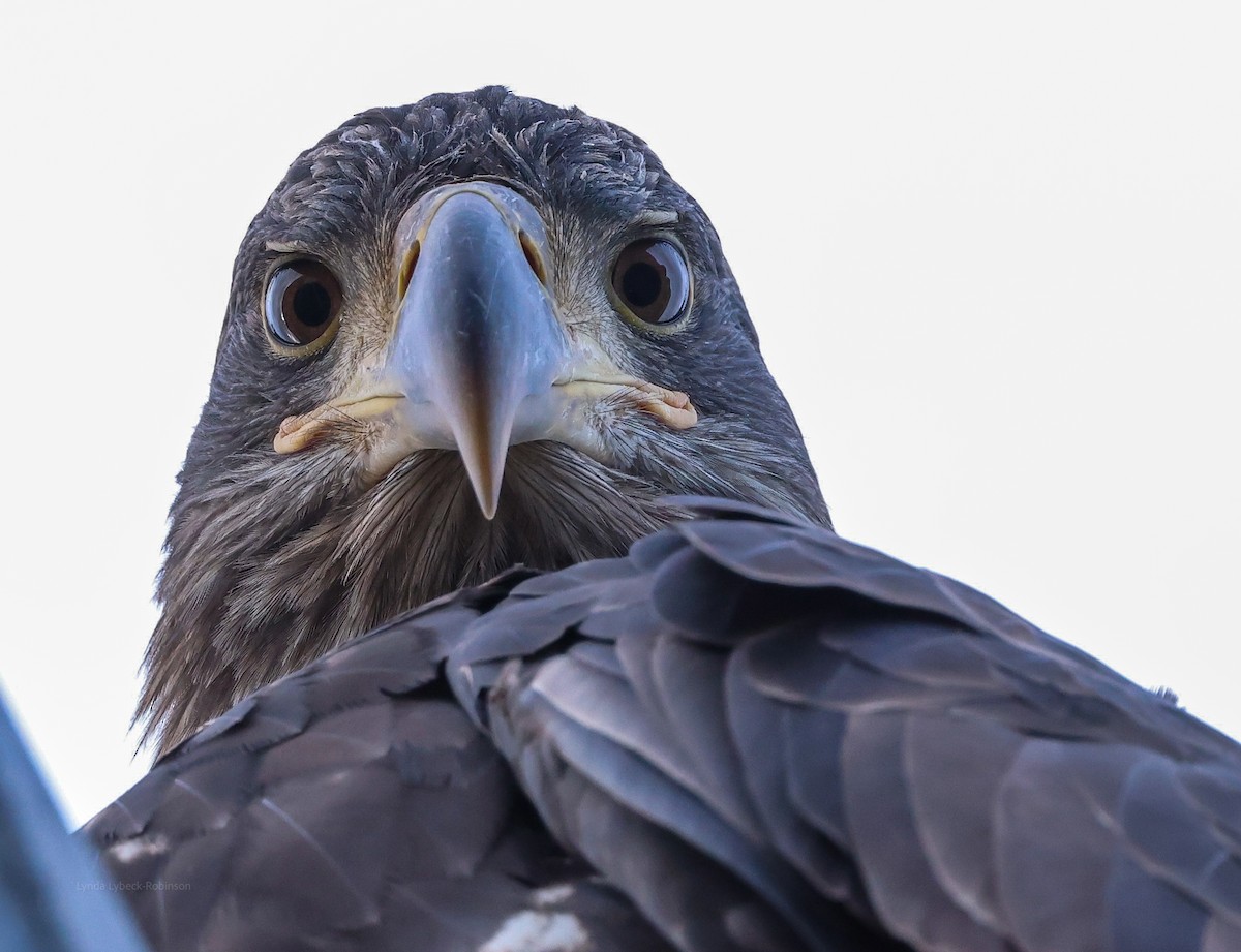 Bald Eagle - ML644867153
