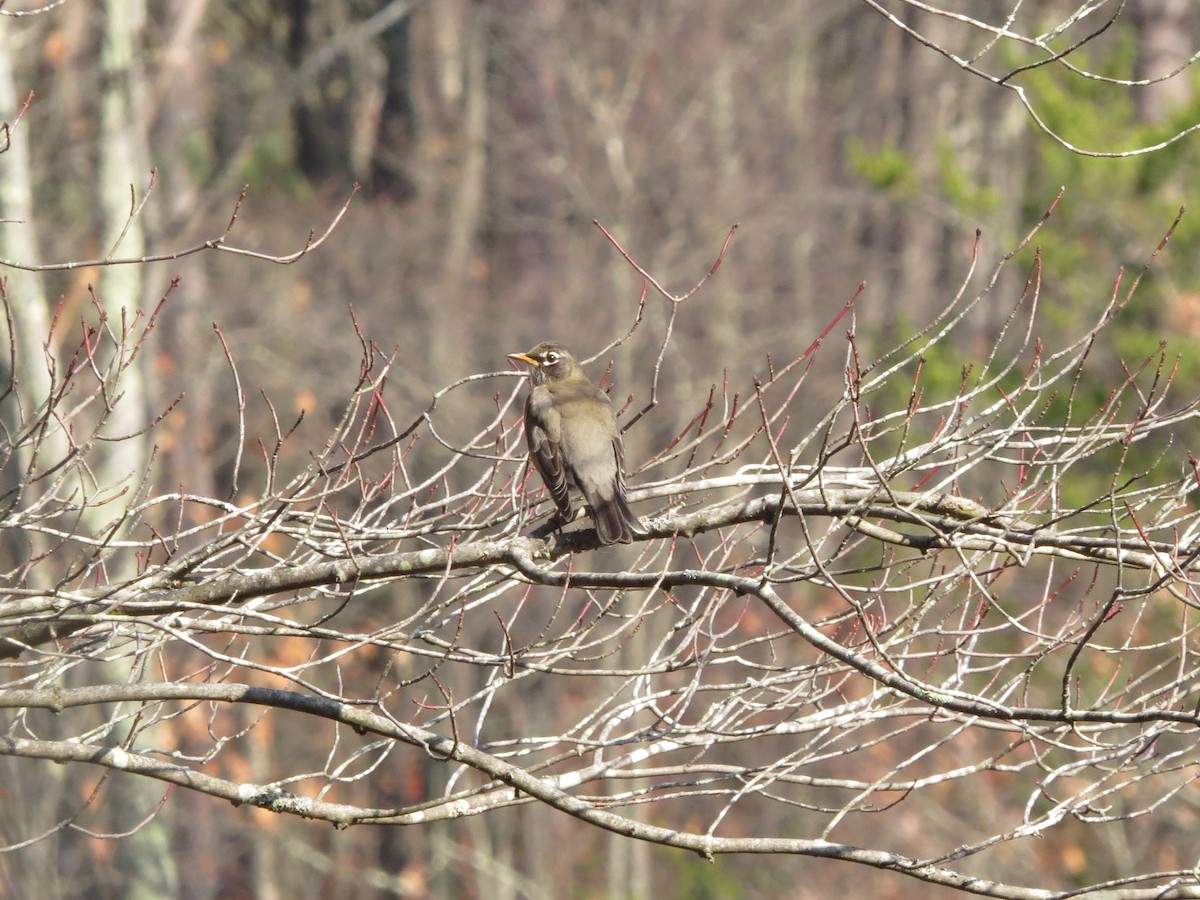 American Robin - ML644867154