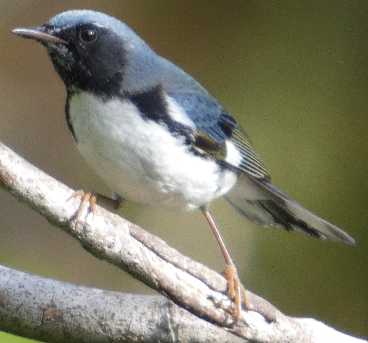 Black-throated Blue Warbler - ML644867159