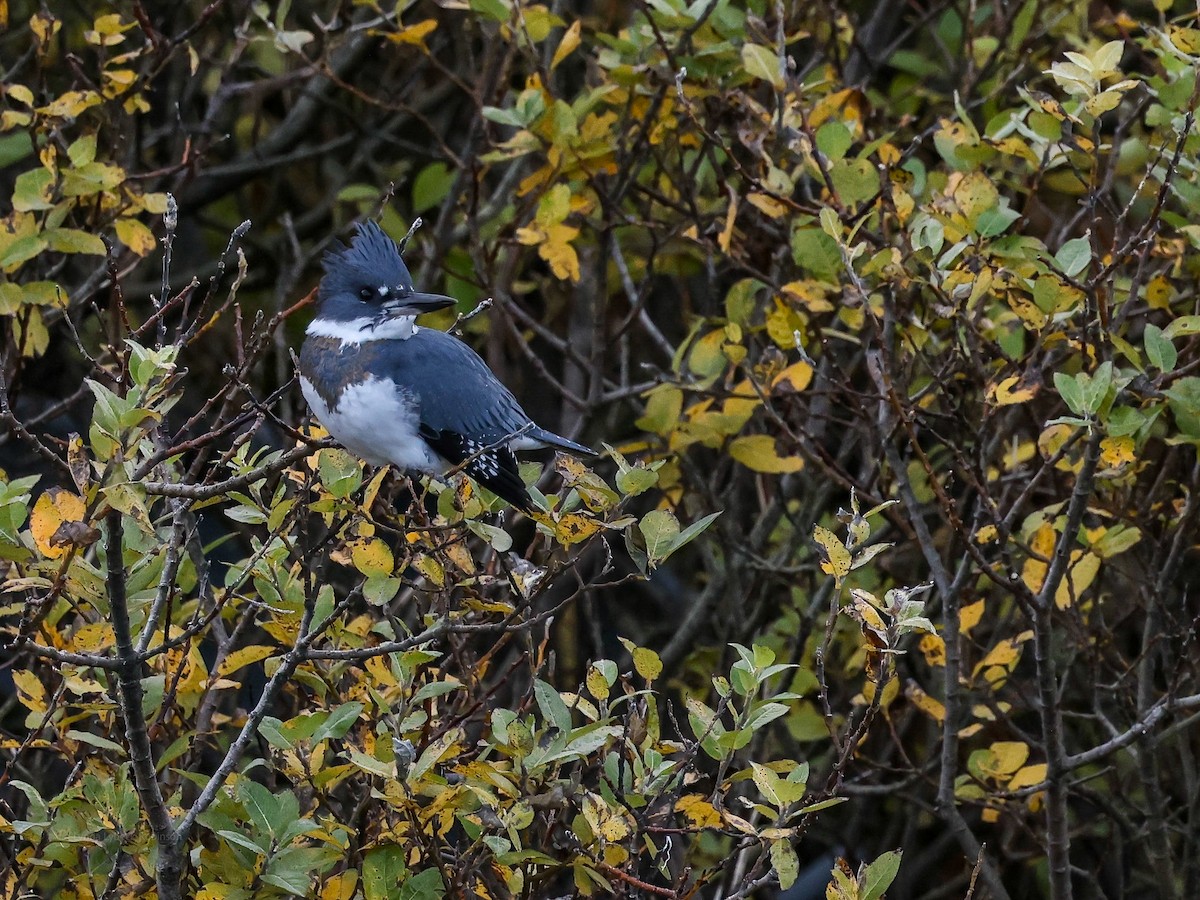 Martin handi iparramerikarra - ML644867163