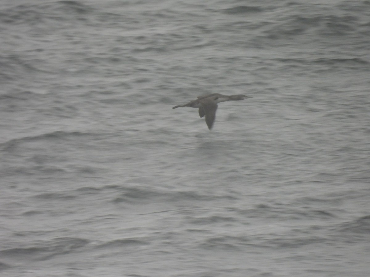 Strolaga minore - ML644867164