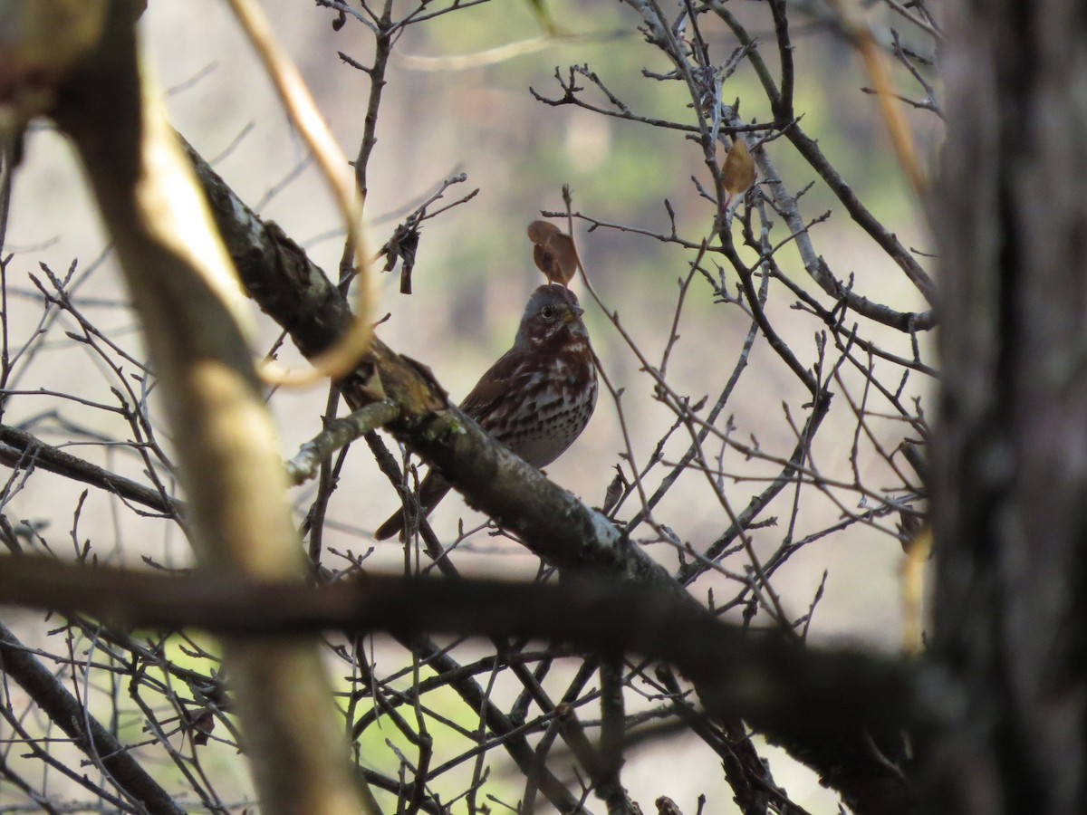 Fox Sparrow - ML644867185