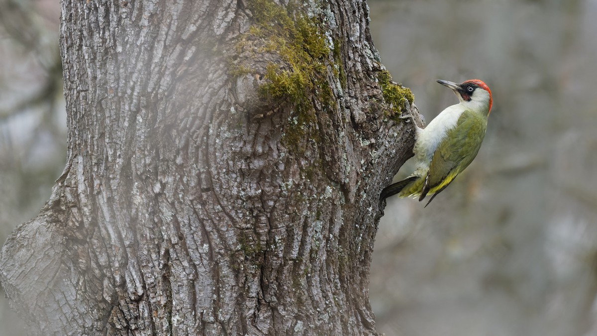Eurasian Green Woodpecker - ML644867188