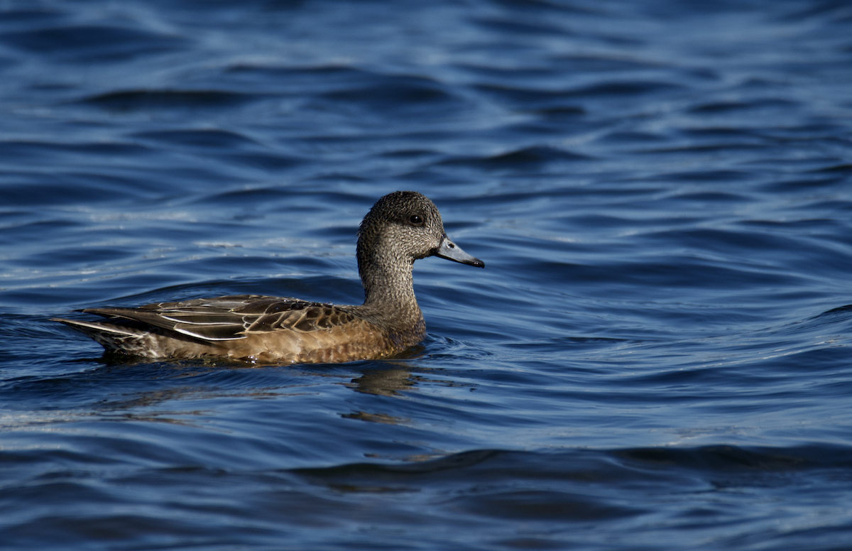 American Wigeon - ML644867192