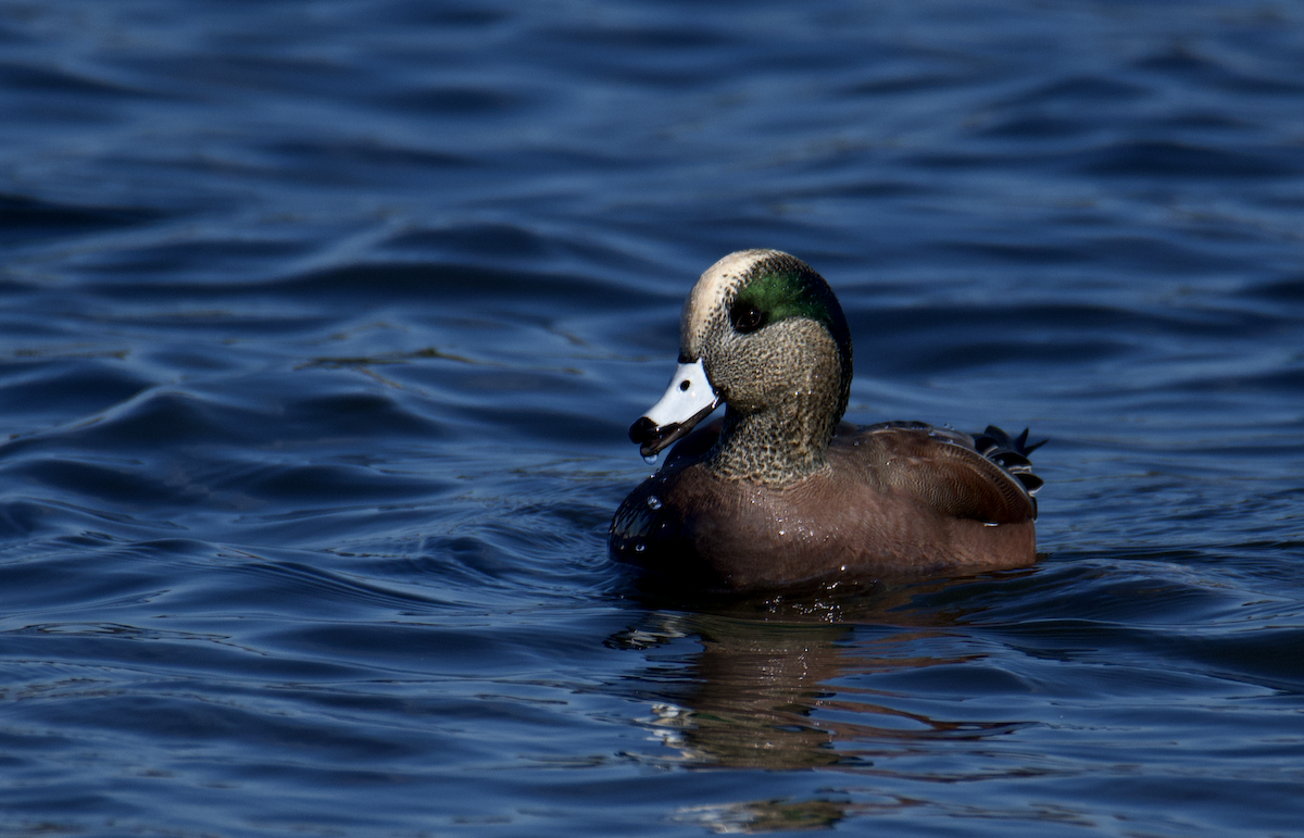 American Wigeon - ML644867193