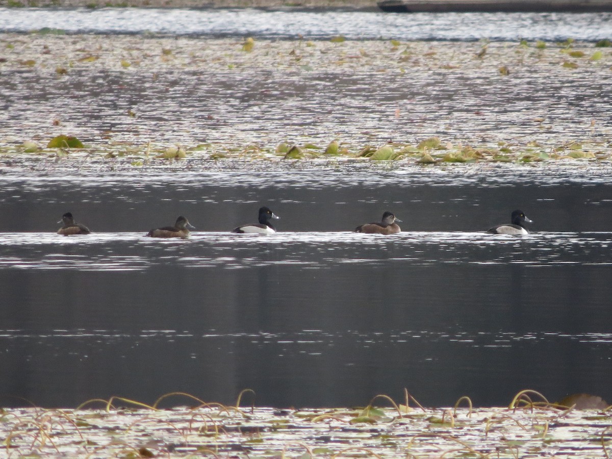 Ring-necked Duck - ML644867239