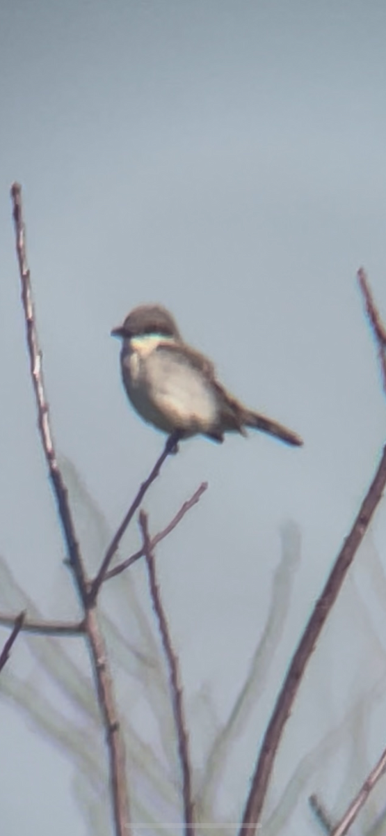 Gray Kingbird - ML644867240