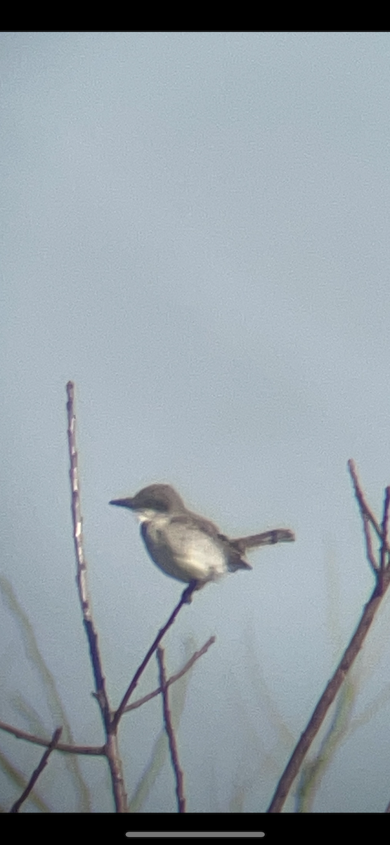 Gray Kingbird - ML644867241