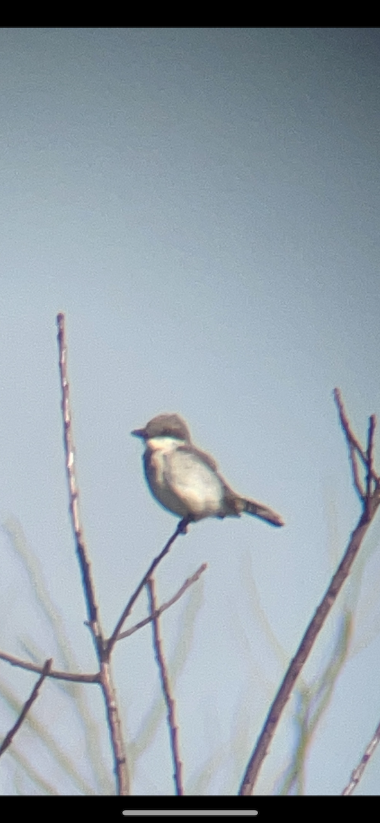 Gray Kingbird - ML644867242