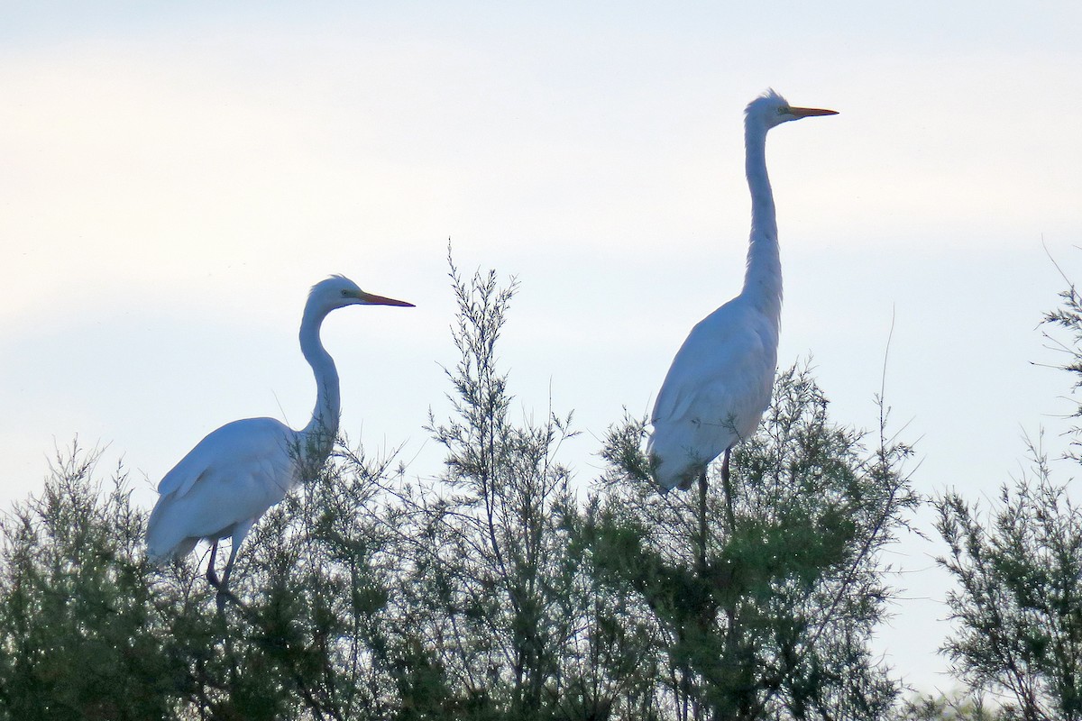 大白鷺 - ML644867244