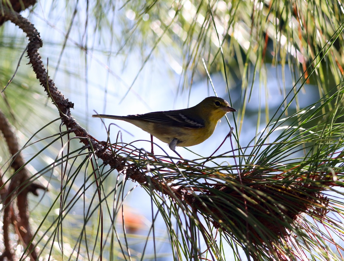 Pine Warbler - ML644867261