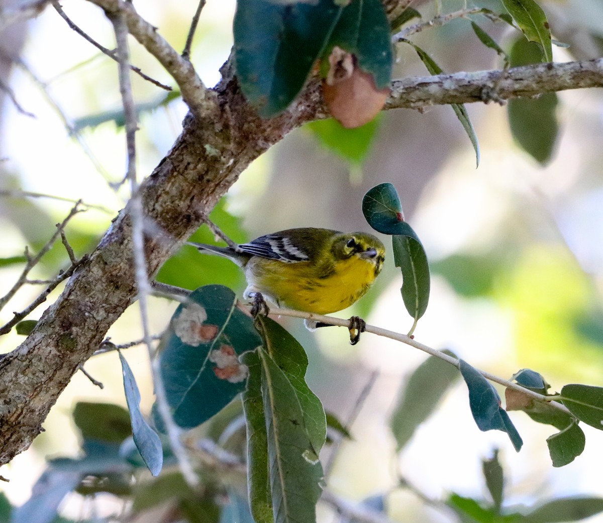 Pine Warbler - ML644867262