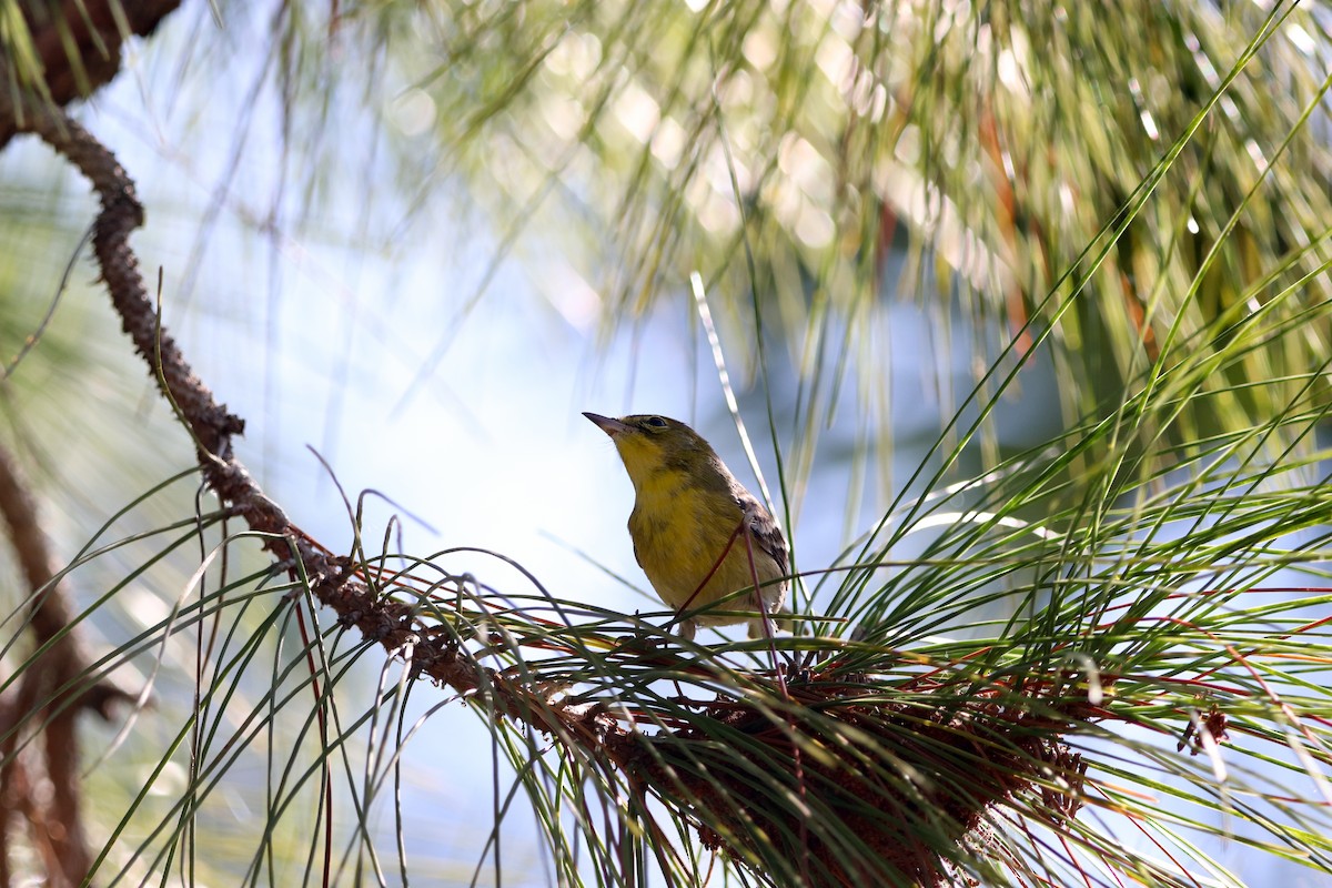 Pine Warbler - ML644867267