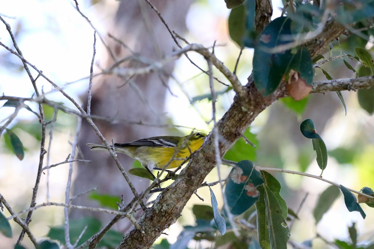 Pine Warbler - ML644867268