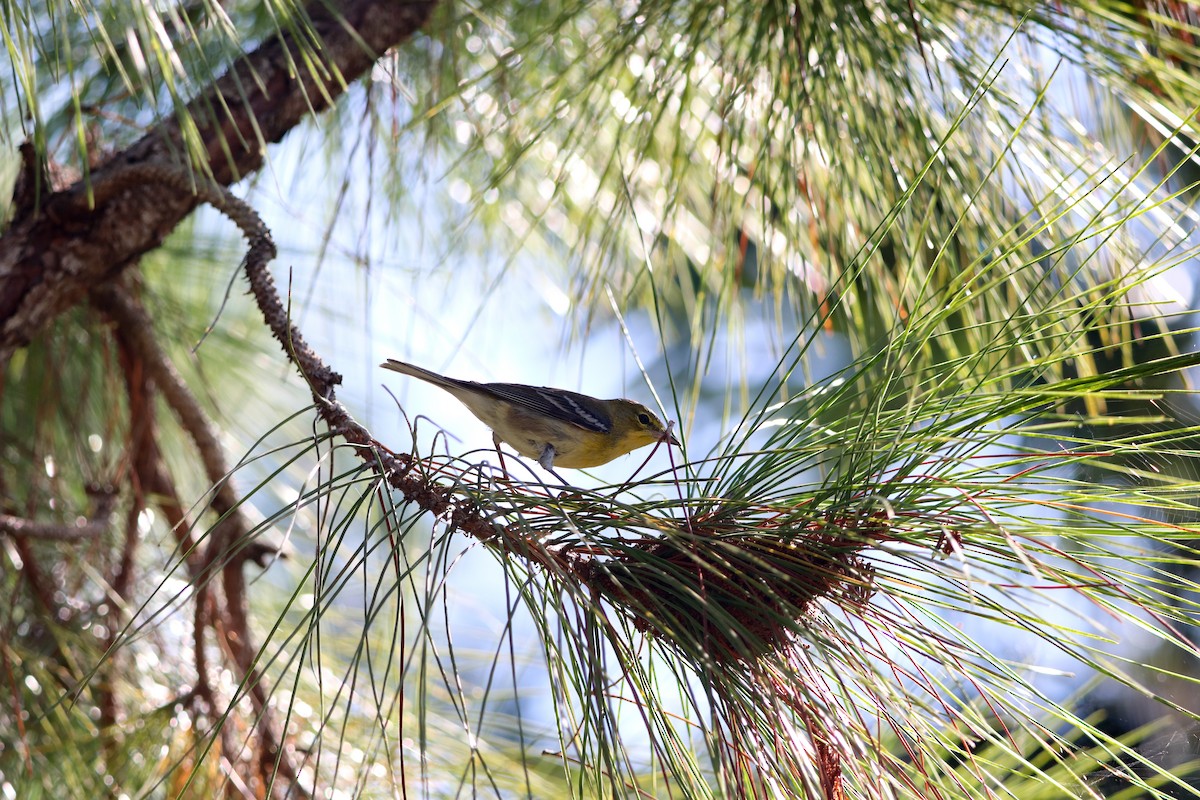 Pine Warbler - ML644867274