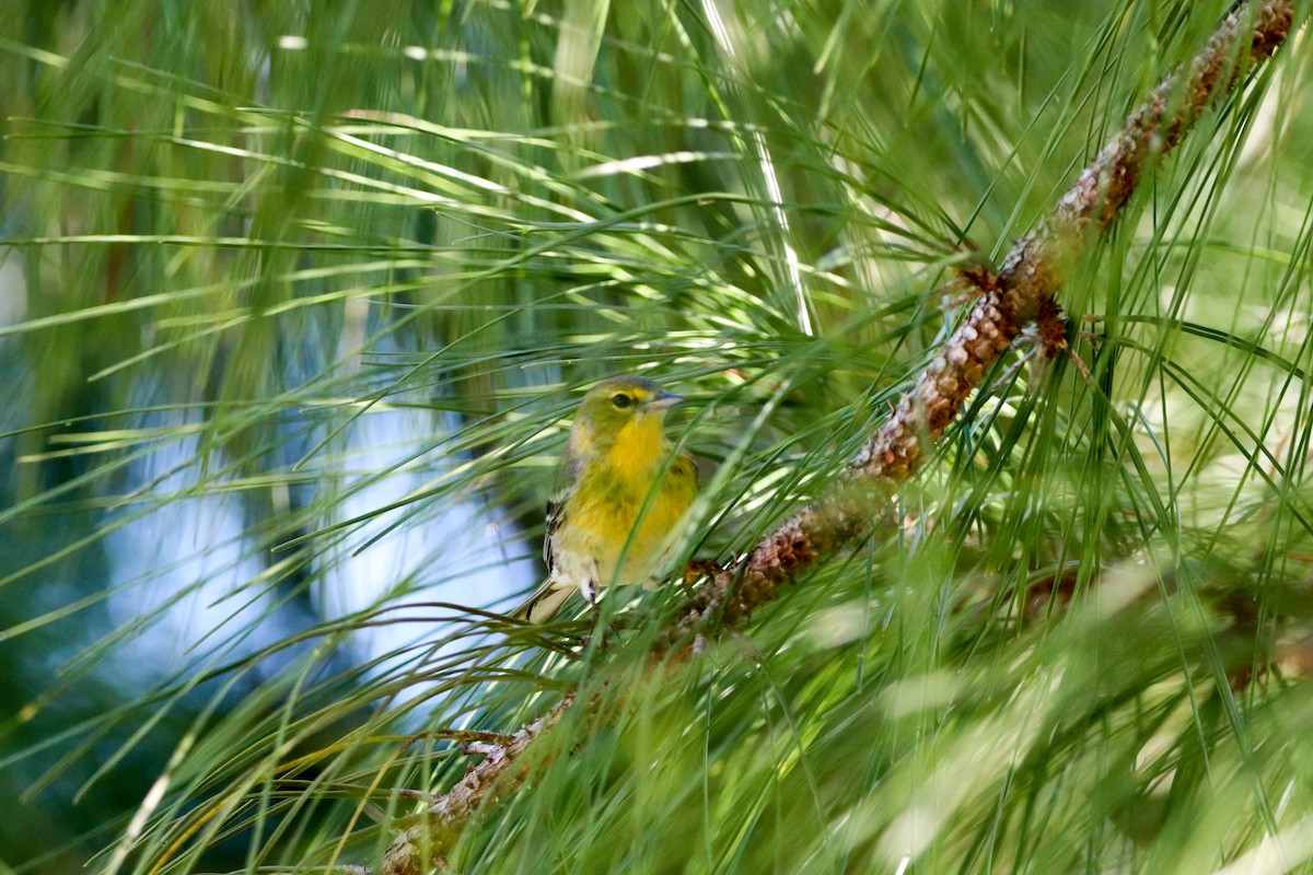 Pine Warbler - ML644867275