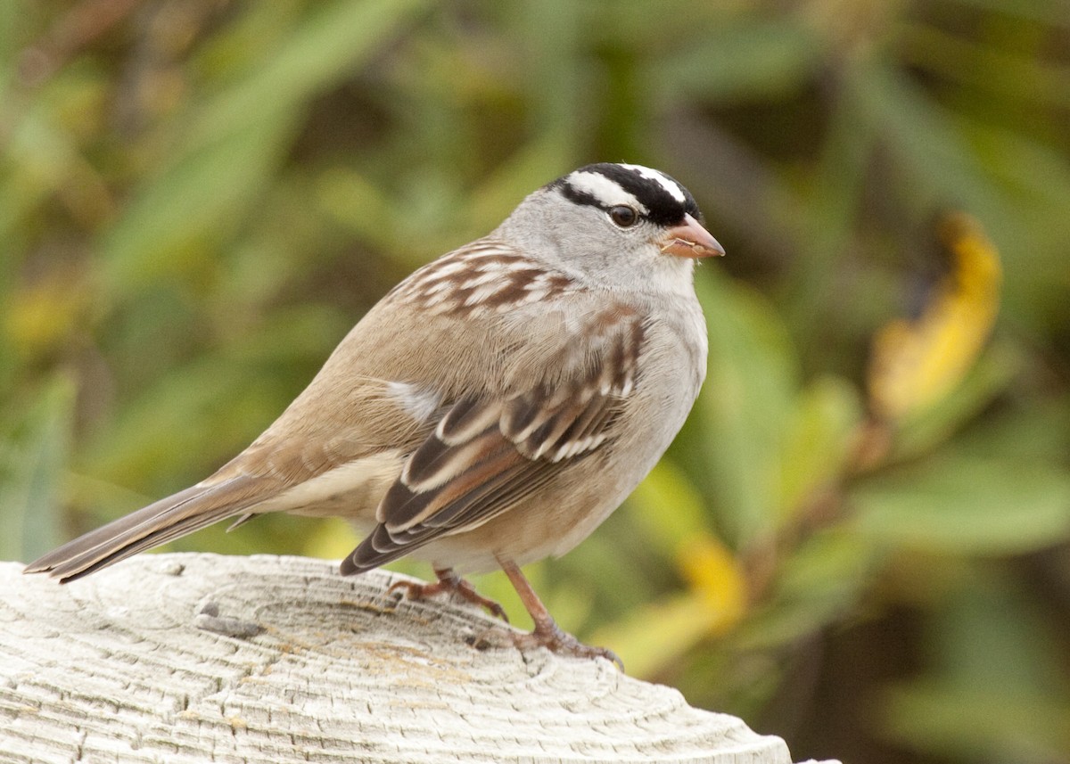 hvitkronespurv - ML644867276