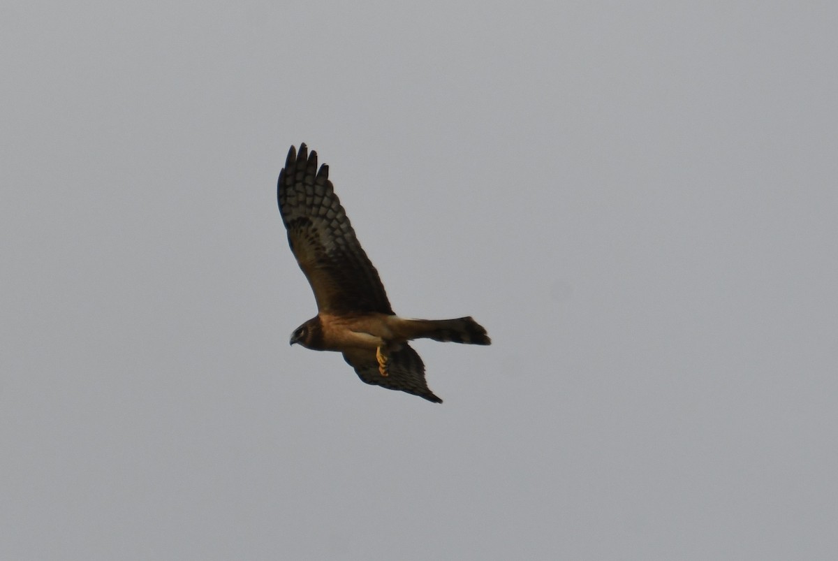 Американский лунь - ML644867289