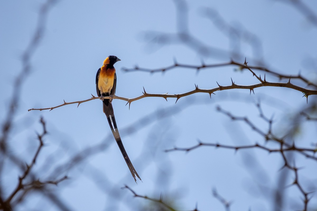 Sahel Paradise-Whydah - ML644867290