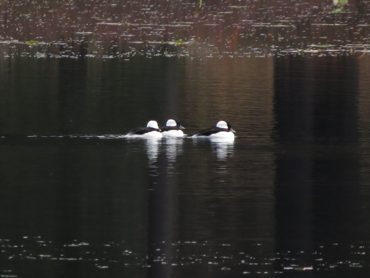 Bufflehead - ML644867293