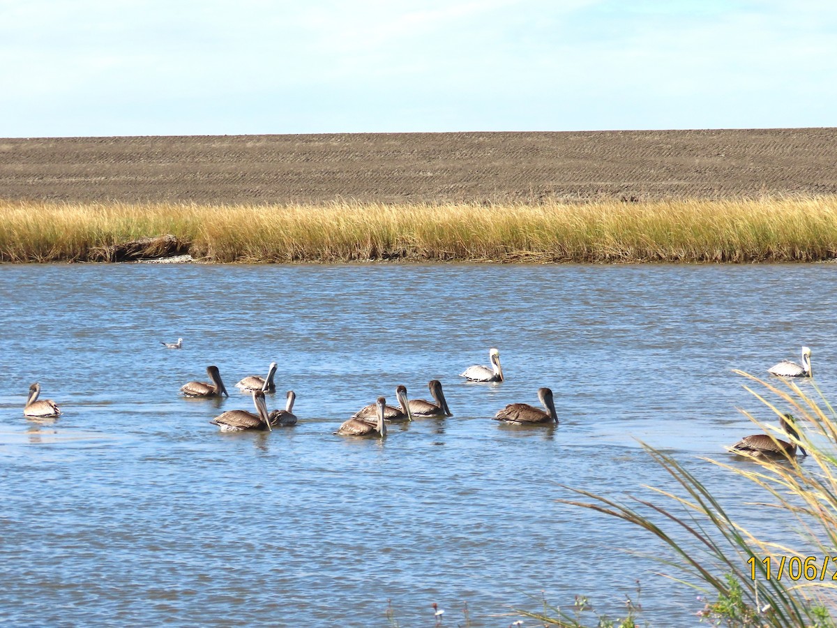 pelikán hnědý - ML644867301