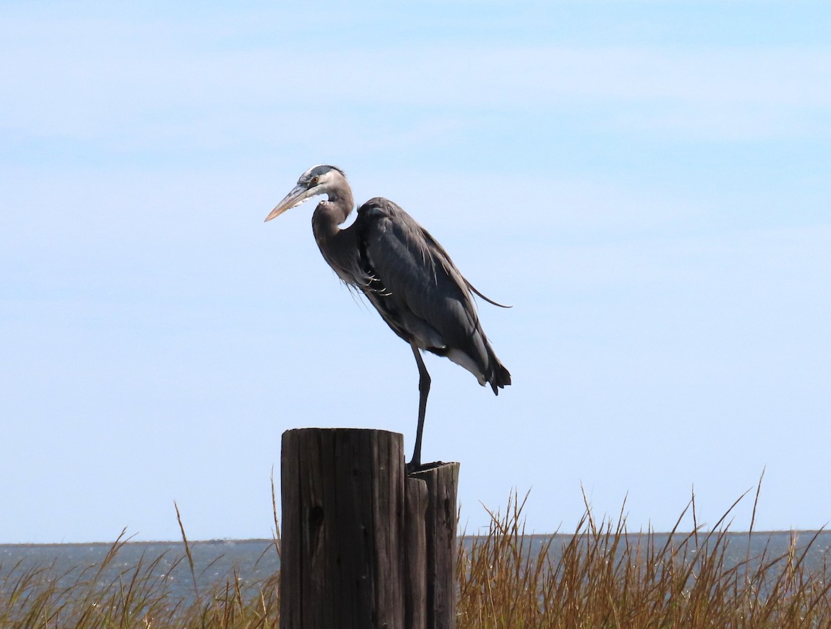 volavka velká - ML644867307