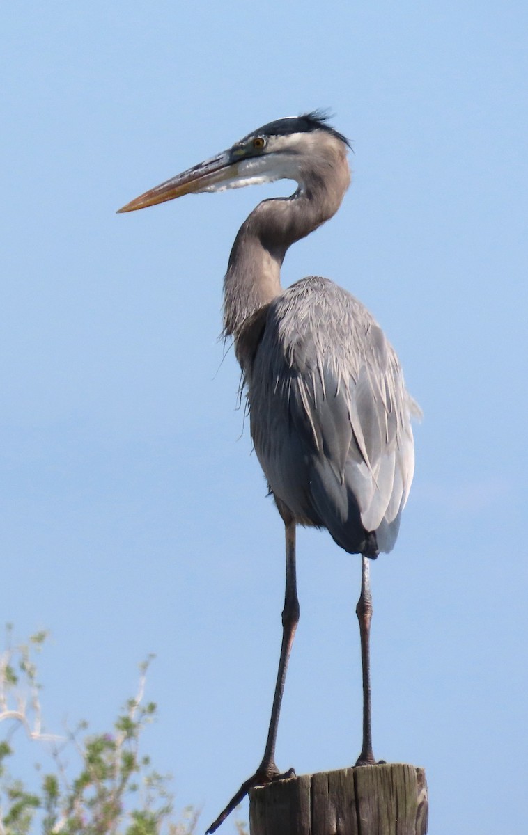 volavka velká - ML644867309