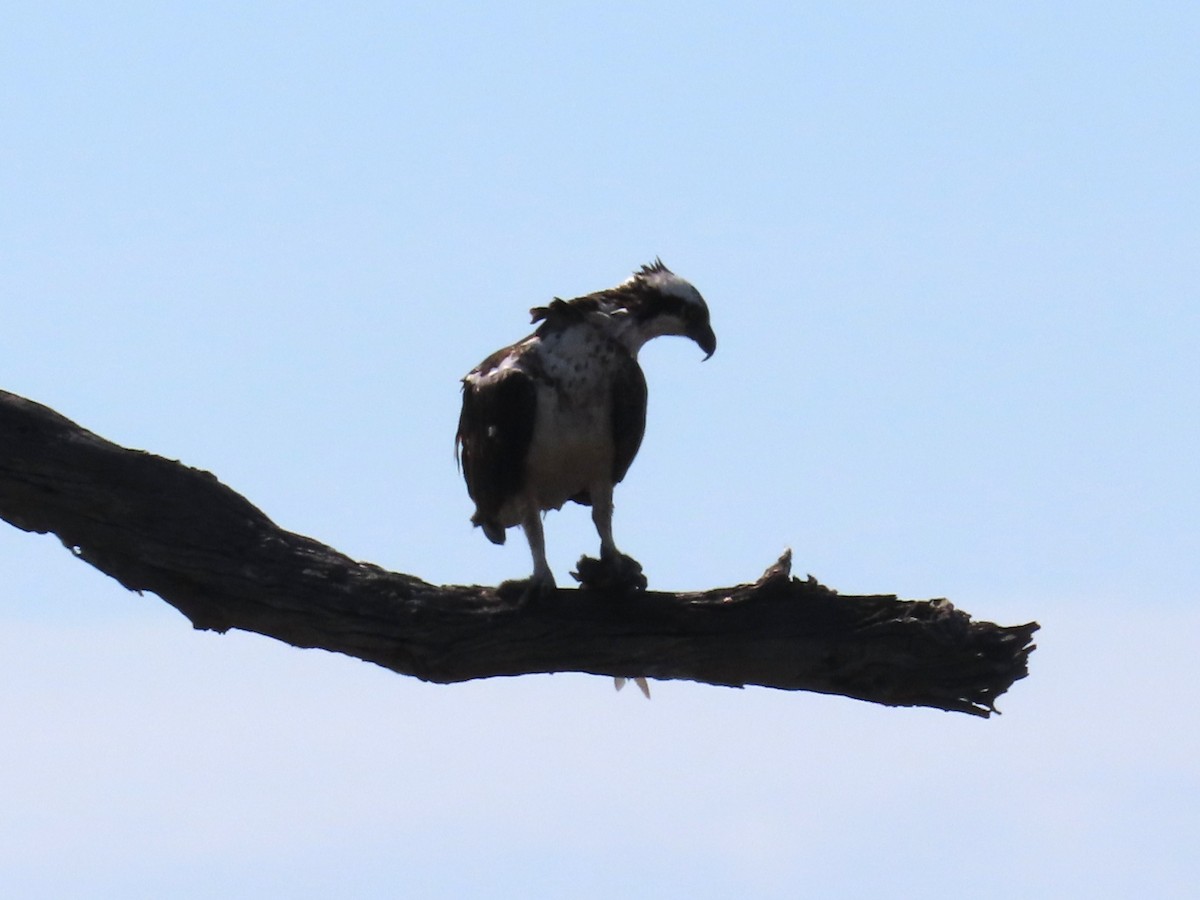 orlovec říční - ML644867318