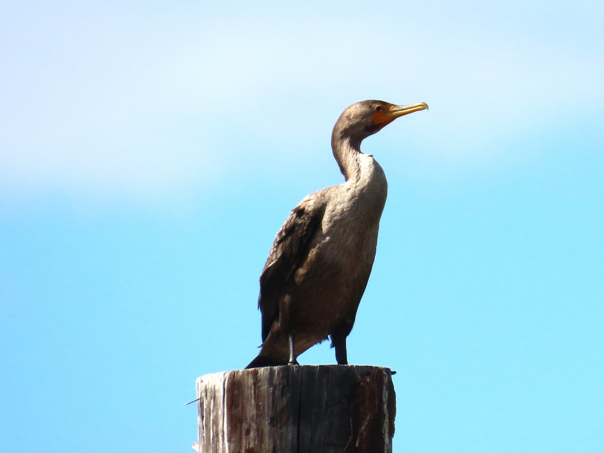 kormorán ušatý - ML644867322