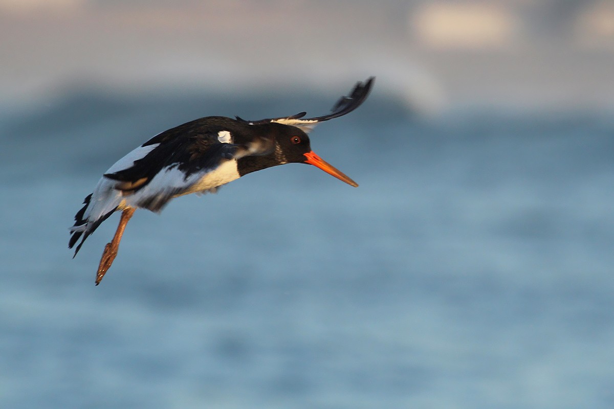 שלצדף החוף - ML644867334