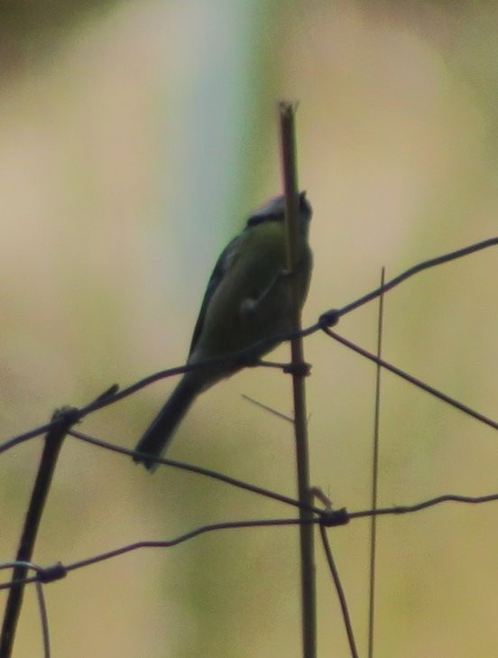 Herrerillo Común - ML644867335